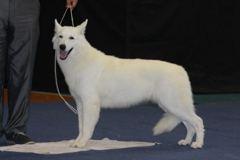 Lara De La Gran Dinastia | White Swiss Shepherd Dog 