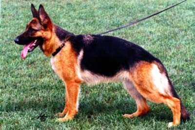 Zascha v. Patanja's-Hof | German Shepherd Dog 