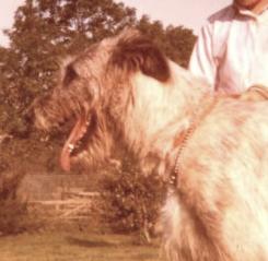 Tara of Erindale | Irish Wolfhound 