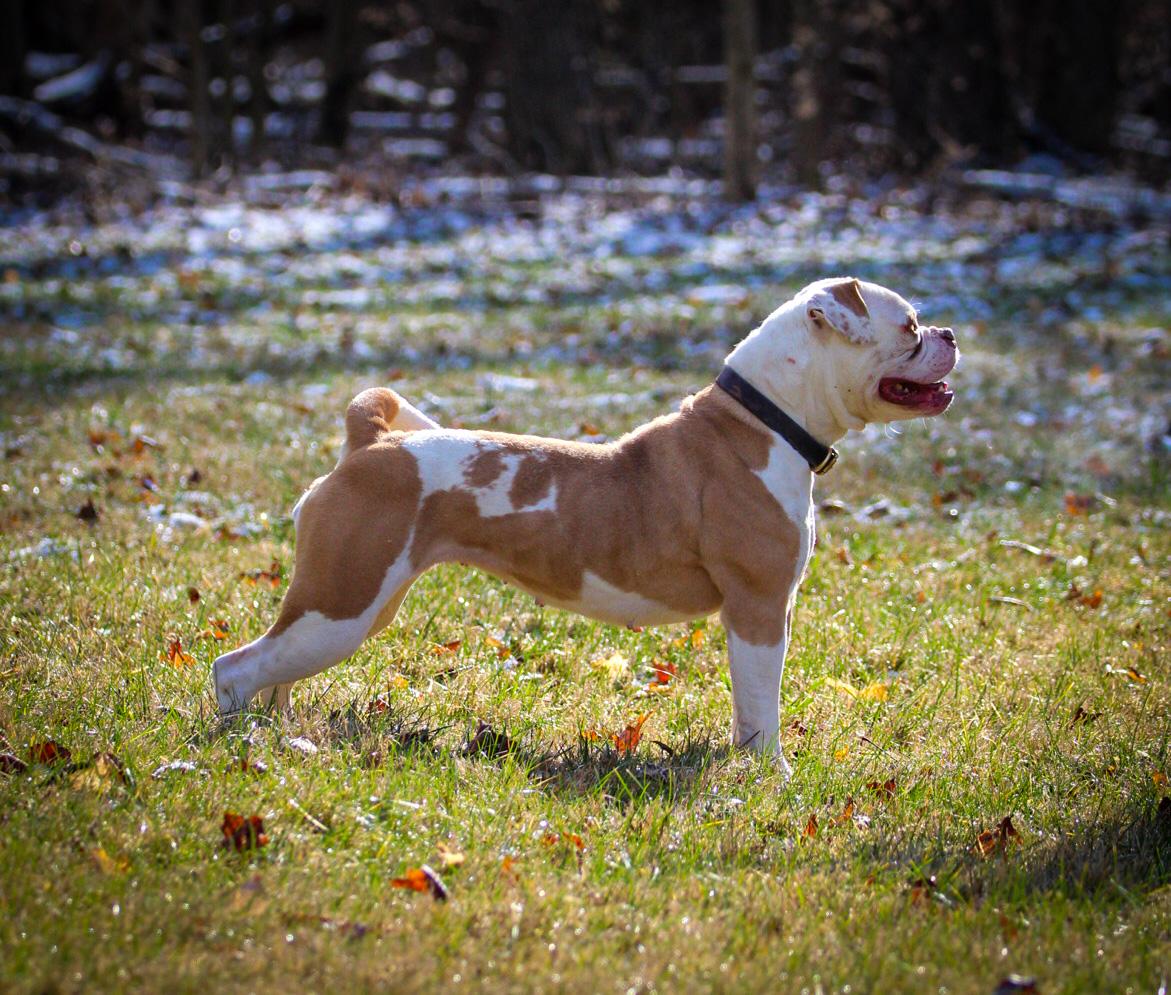 Centerbull's Fire on the Mountain AKA Goldie | American Bulldog 