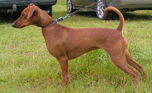 Lilla Enebys ULIZZITY | German Pinscher 