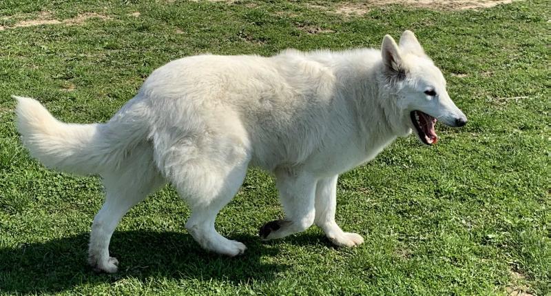 Roemi of the White Wolves | White Swiss Shepherd Dog 