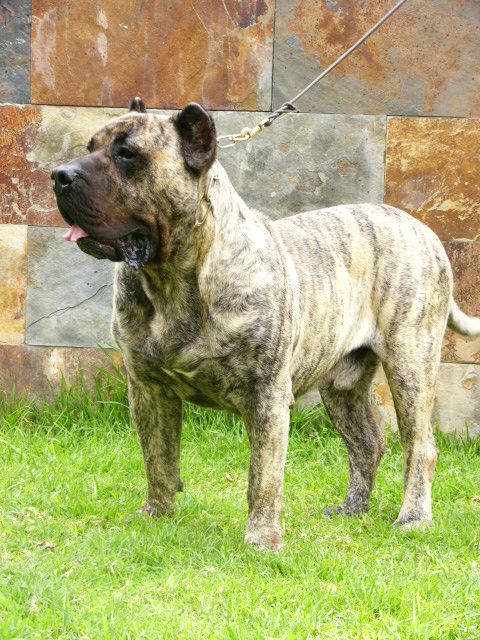 Andy de Cielo de Canarias | Perro de Presa Canario 