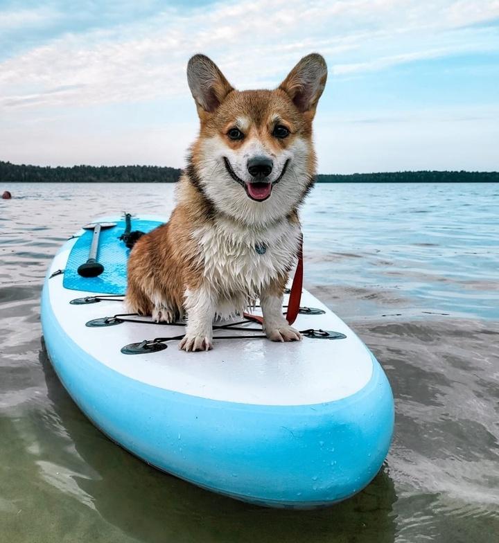 Frei Wind Robinson | Pembroke Welsh Corgi 