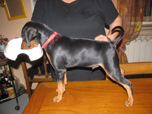 Hannibal | Miniature Pinscher 