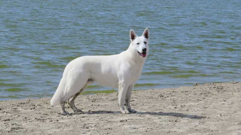 native son for the joy of life | White Swiss Shepherd Dog 