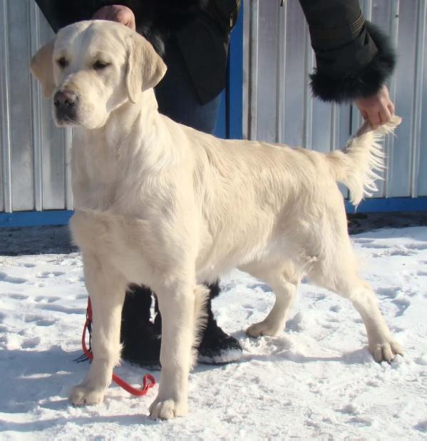 Fabula iz Sokolinogo gnezda | Golden Retriever 