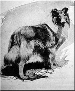 Parbold Picador | Rough Collie 