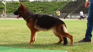 Honey del Rione Antico | German Shepherd Dog 