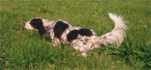 ROCKFORD JOSH WINDEM | English Setter 