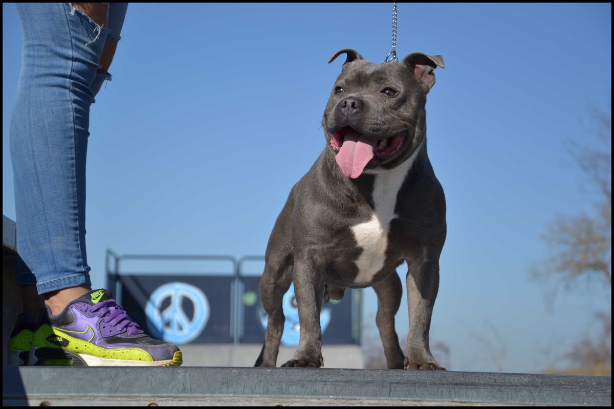 Lex du domaine de spike | Staffordshire Bull Terrier 