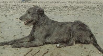 Brid of Ballytobin | Irish Wolfhound 