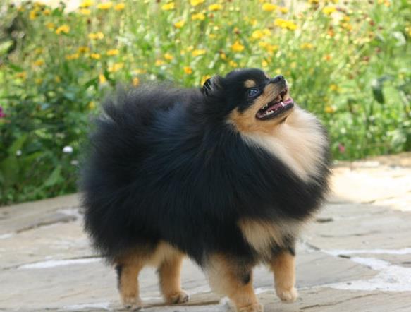 Foxy Nose Happy | German Spitz 