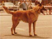 Cargo van Bouwelhei (Malinois) | Belgian Laekenois 