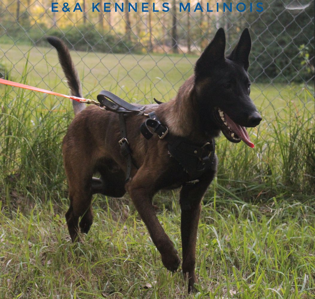 Nitro De Nobles | Belgian Malinois 