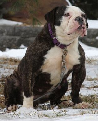 Joyful Acres' Georgia | Olde English Bulldogge 