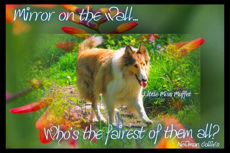 Fairlight's Mirror on the Wall | Rough Collie 