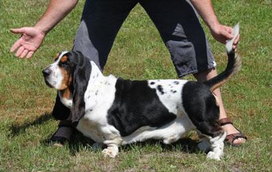 Mainbridge Gandalf Jr. | Basset Hound 