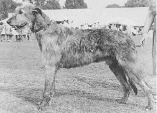 Sulhamstead Match | Irish Wolfhound 