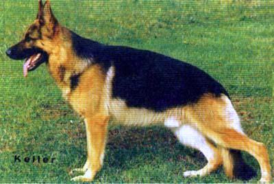 Immo von Batu | German Shepherd Dog 