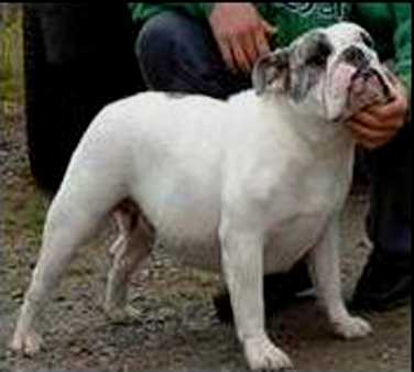 Wallenstein Gretel | Olde English Bulldogge 