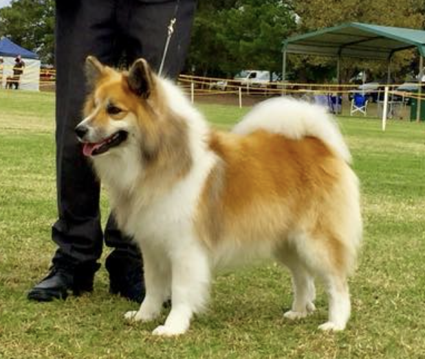 Hidow Viking Voyage | Icelandic Sheepdog 