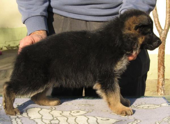Astra boghaus | German Shepherd Dog 