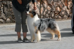 Bayshore Triple EX | Australian Shepherd 