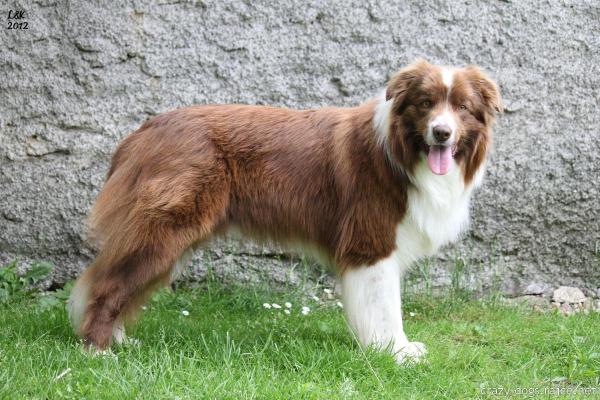 Action Artaban Running Free | Border Collie 