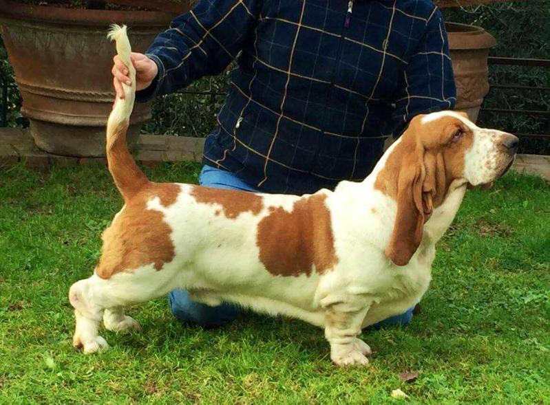 Harley Van Hollandheim | Basset Hound 