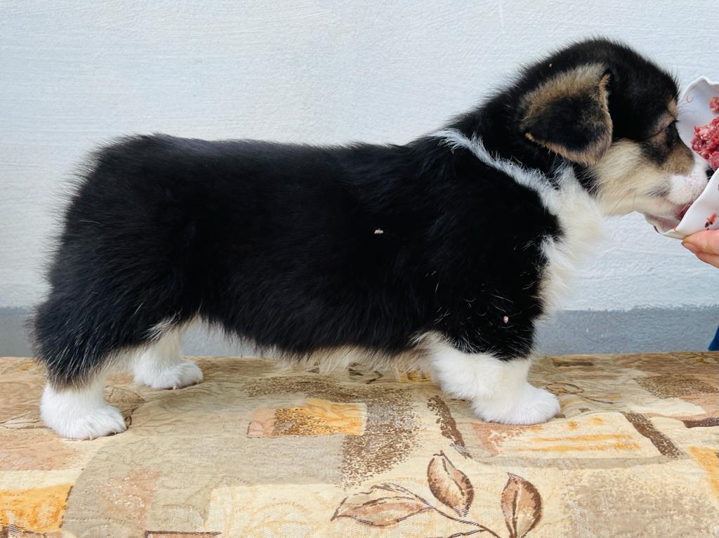 LIST AUS GARTEN LEONARDO | Pembroke Welsh Corgi 