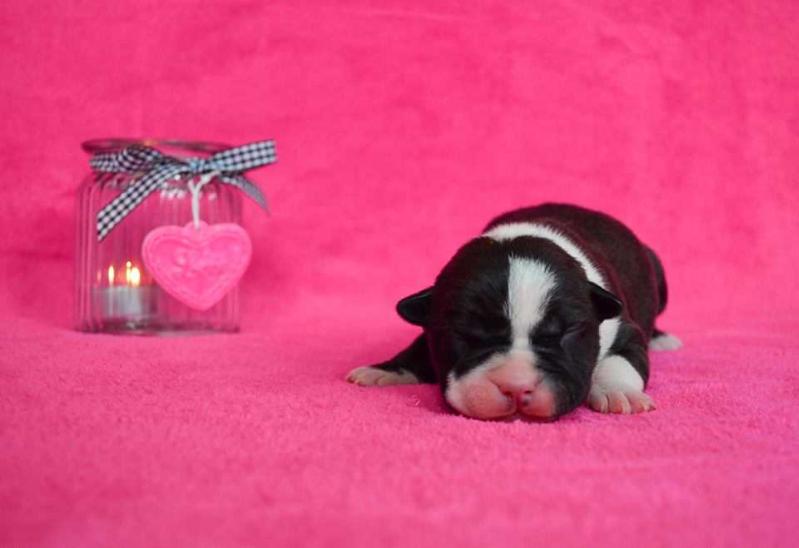TOP SECRETS Blossoming Rose | American Staffordshire Terrier 
