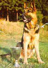 Norbo vom Haus Marterstock | German Shepherd Dog 