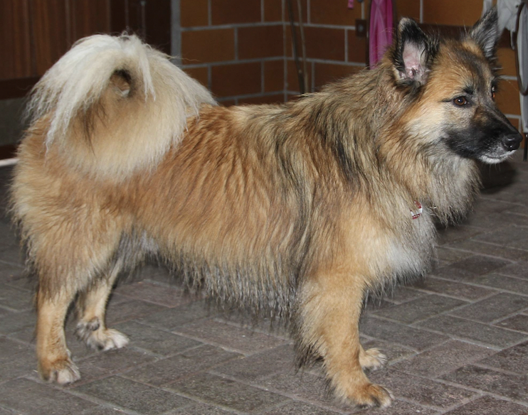 Dimmi aus Vinkona | Icelandic Sheepdog 