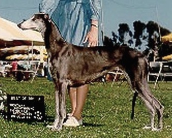 Shalfleet Shirley Ann | Greyhound 