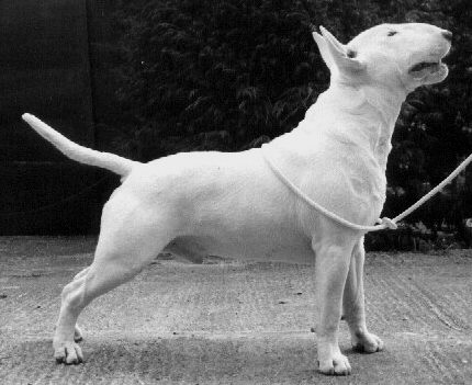 Emred Devil's Chance | Bull Terrier 