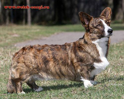 ????? ??????? ?????? ????? | Cardigan Welsh Corgi 