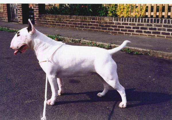 Suejabul ocean breeze over penbray | Bull Terrier 