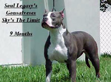 Soul Legacy's All Pro Sky | American Pit Bull Terrier 