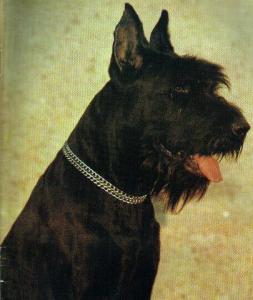 Cai von der Steinsburg | Giant Schnauzer 