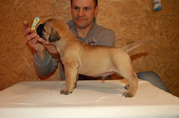 Artic Fun In The Night | Bullmastiff 