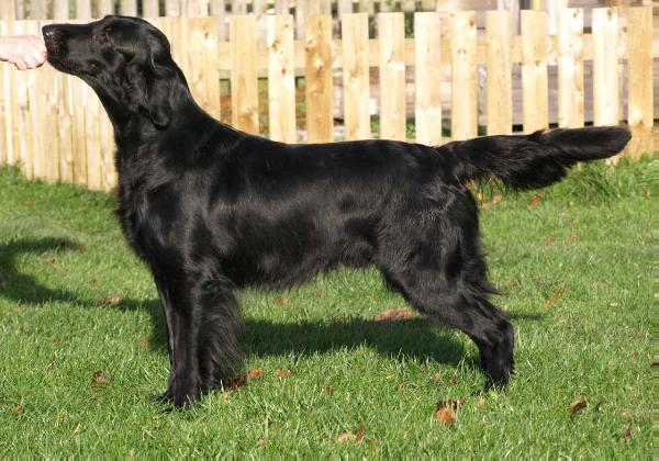 Starworkers Light My Fire | Flat-Coated Retriever 