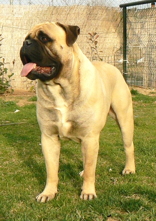 Alwencourt Moon Walker | Bullmastiff 