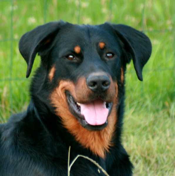 Ebéne Du perouet | Beauceron 