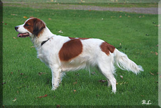 Cirtaps Prinses L-D Keela Van Berk | Kooikerhondje 