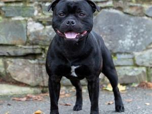 Tillcarr Fire Coanda | Staffordshire Bull Terrier 