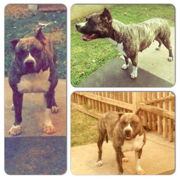 Five-O thief of the heart | American Staffordshire Terrier 