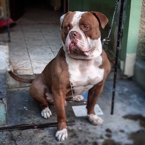 Benalbulls MARIACHI aka ZEUS | American Bulldog 