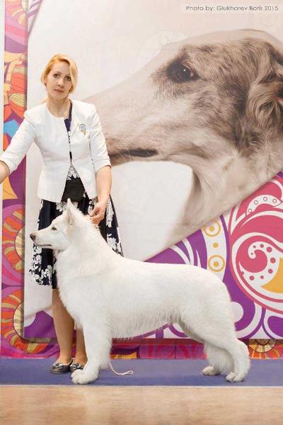 Big Hauz Bulat Dlya S Nezhny Zver | White Swiss Shepherd Dog 