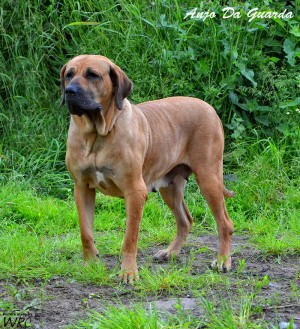 Joana do Pantanal | Fila Brasileiro 